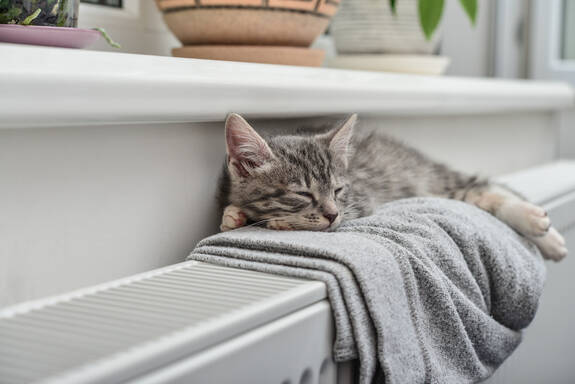 Eine Katze liegt auf einem Heizkörper.