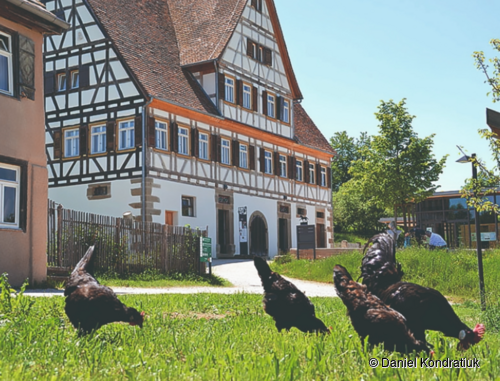 Hühner auf einer Wiese Hühner auf einer Wiese
