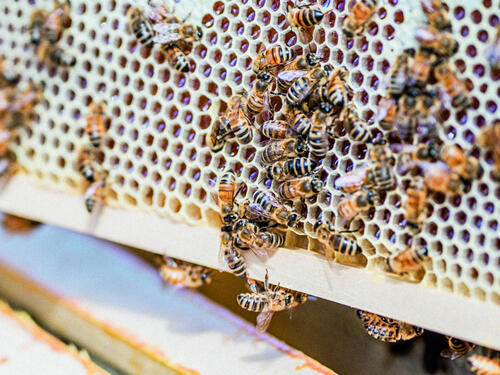 Bienen in einem Bienenstock. Bienen in einem Bienenstock.