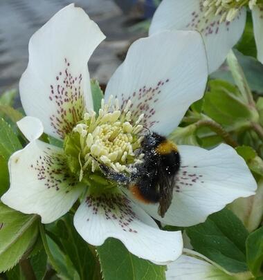 Eine Blume Eine Blume
