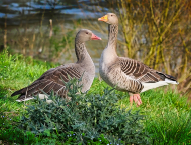 Zwei Gänse am Neckarufer Zwei Gänse am Neckarufer