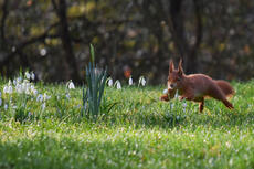 Ein Eichhörnchen springt über eine Wiese Ein Eichhörnchen springt über eine Wiese