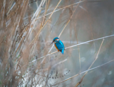 Ein Eisvogel am Neckarufer Ein Eisvogel am Neckarufer