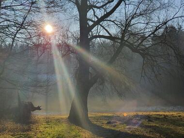 Die Sonne scheint durch Baumäste. Der Baum steht auf einer Wiese. Die Sonne scheint durch Baumäste. Der Baum steht auf einer Wiese.