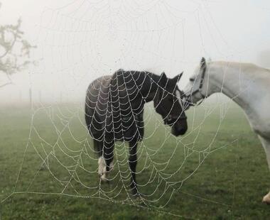 Zwei Pferde und ein Spinnennetz Zwei Pferde und ein Spinnennetz