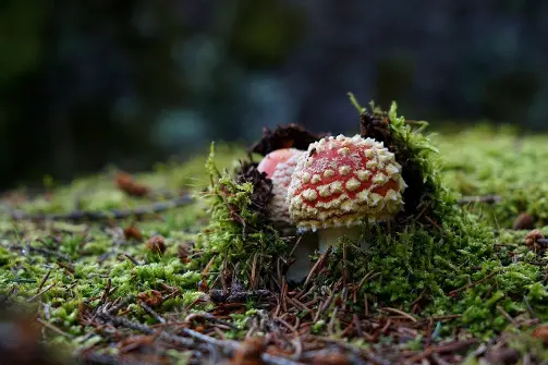 Ein Pilz auf Moos. Ein Pilz auf Moos.