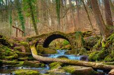 Ein Wald mit einer Steinbrücke, die über einen Bach führt. Ein Wald mit einer Steinbrücke, die über einen Bach führt.